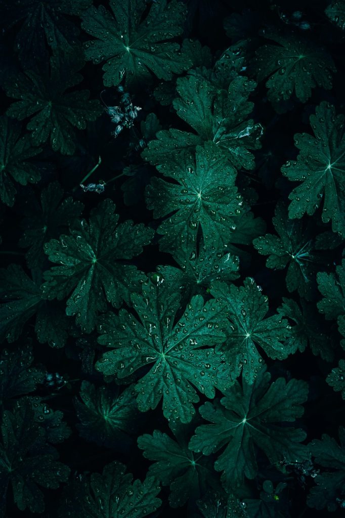 découvrez tout sur les géraniums : variétés colorées, conseils de culture, entretien et astuces pour embellir votre jardin. apprenez à prendre soin de ces plantes vivaces et profitez de leur floraison spectaculaire tout au long de l'année.