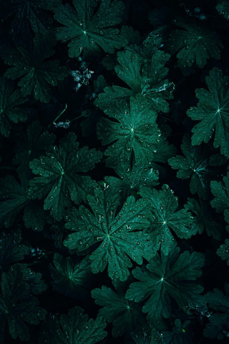 découvrez tout sur les géraniums : variétés colorées, conseils de culture, entretien et astuces pour embellir votre jardin. apprenez à prendre soin de ces plantes vivaces et profitez de leur floraison spectaculaire tout au long de l'année.
