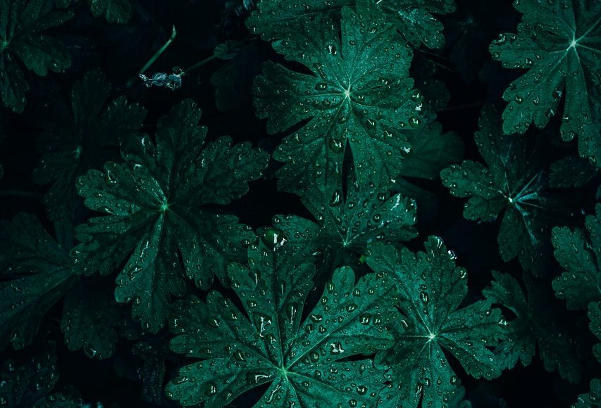 découvrez tout sur les géraniums : variétés colorées, conseils de culture, entretien et astuces pour embellir votre jardin. apprenez à prendre soin de ces plantes vivaces et profitez de leur floraison spectaculaire tout au long de l'année.