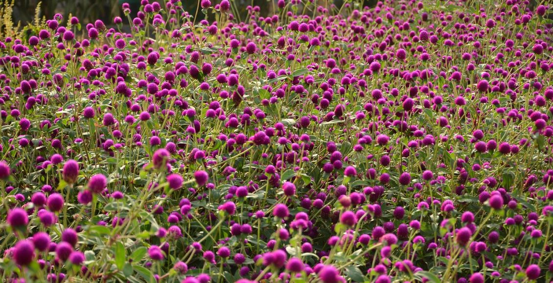 découvrez la gomphrena, une plante colorée et résistante qui embellit vos jardins et balcons. apprenez ses caractéristiques, ses usages et comment l'entretenir pour profiter de ses fleurs éclatantes tout au long de l'été.