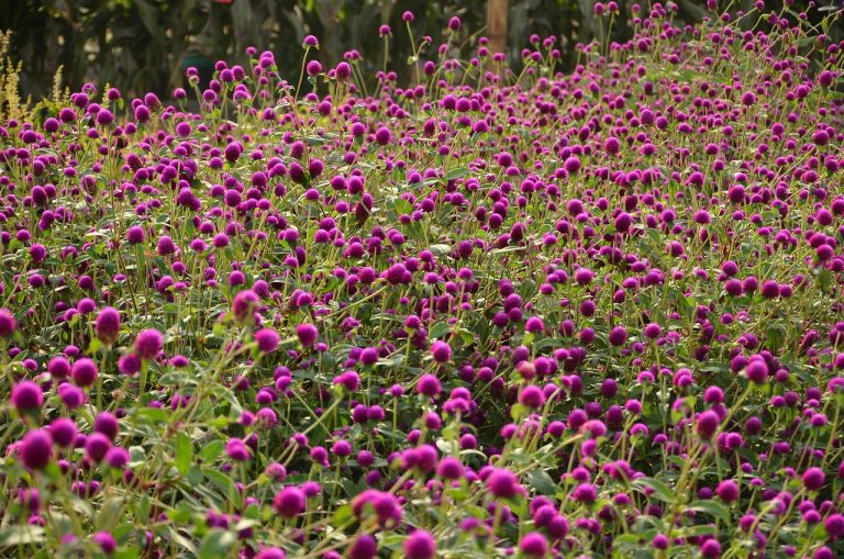 découvrez la gomphrena, une plante colorée et résistante qui embellit vos jardins et balcons. apprenez ses caractéristiques, ses usages et comment l'entretenir pour profiter de ses fleurs éclatantes tout au long de l'été.