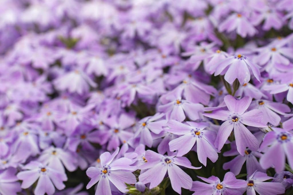 découvrez les bienfaits des couvre-sols pour votre jardin : des solutions esthétiques et pratiques pour embellir vos espaces verts tout en préservant l'environnement. apprenez à choisir et entretenir les meilleures plantes couvre-sols pour un jardin durable.