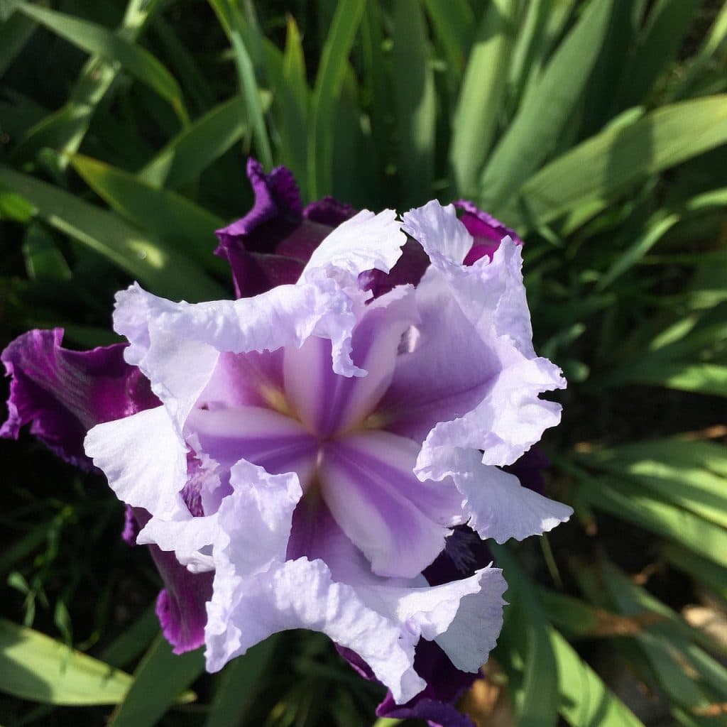 découvrez l'iris borer, un ravageur des iris qui menace vos magnifiques fleurs. apprenez à identifier ses signes d'infestation et à mettre en œuvre des solutions efficaces pour protéger votre jardin.