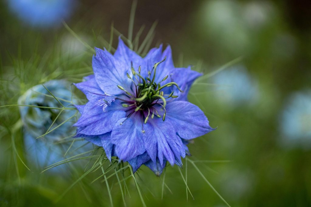 découvrez la beauté envoûtante du love-in-a-mist, une fleur originale aux pétales délicats et à l'allure aérienne. idéale pour embellir votre jardin, elle apporte une touche de charme et de mystère avec ses fleurs étoilées et son feuillage fin.