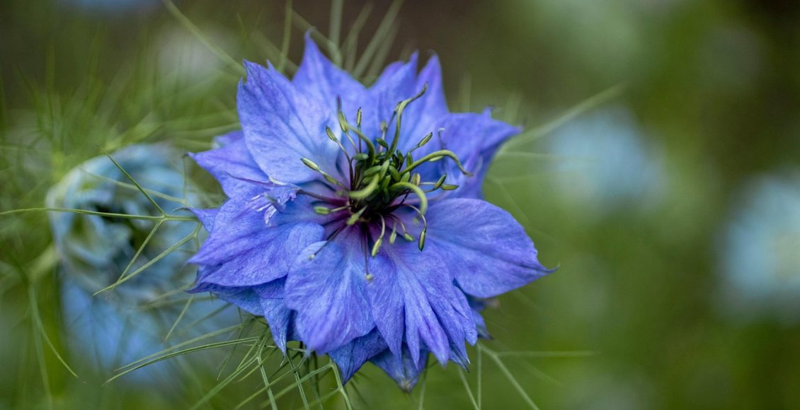 découvrez la beauté envoûtante du love-in-a-mist, une fleur originale aux pétales délicats et à l'allure aérienne. idéale pour embellir votre jardin, elle apporte une touche de charme et de mystère avec ses fleurs étoilées et son feuillage fin.