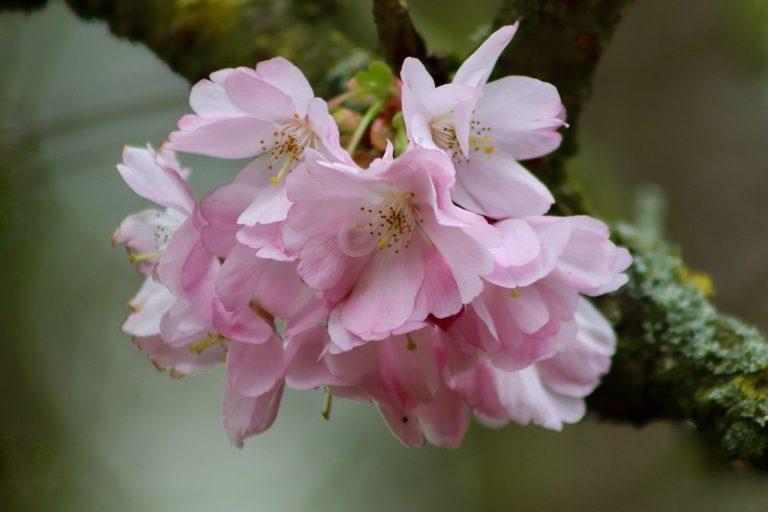 découvrez comment maximiser la floraison de vos plantes grâce à des techniques de jardinage éprouvées, des conseils d'experts et des astuces pour créer un environnement propice à leur épanouissement.