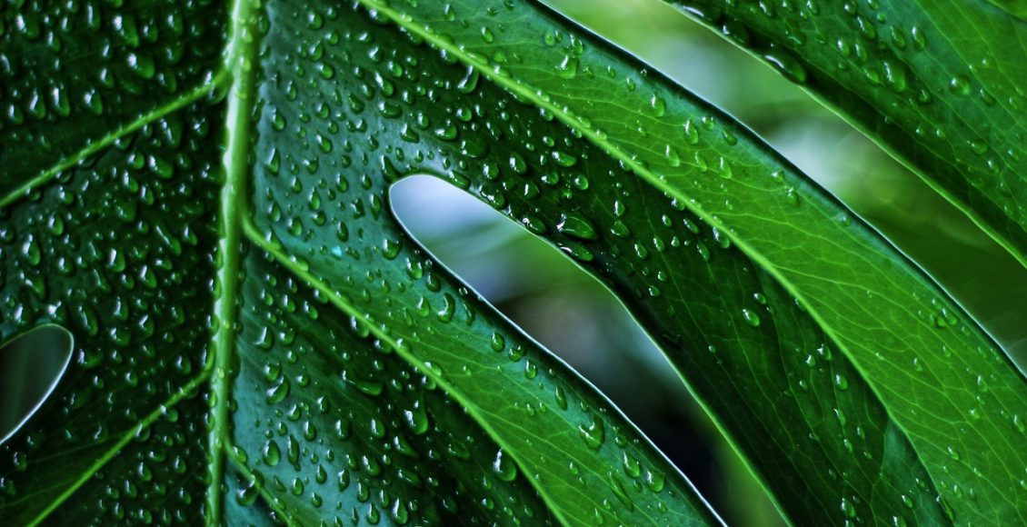 découvrez la plante monstera, symbole d'élégance et de tropicalité. apprenez à en prendre soin, à l'intégrer dans votre intérieur et à profiter de ses feuilles emblématiques pour sublimer votre décoration. idéale pour les amateurs de verdure, la monstera apportera une touche d'exotisme à votre espace.