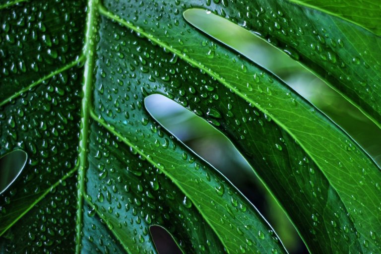 découvrez la plante monstera, symbole d'élégance et de tropicalité. apprenez à en prendre soin, à l'intégrer dans votre intérieur et à profiter de ses feuilles emblématiques pour sublimer votre décoration. idéale pour les amateurs de verdure, la monstera apportera une touche d'exotisme à votre espace.
