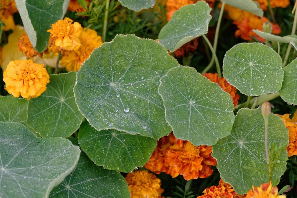 découvrez les capucines, des fleurs éclatantes qui embellissent vos jardins tout en apportant une touche de couleur. apprenez à cultiver et entretenir ces plantes comestibles aux nombreuses vertus.