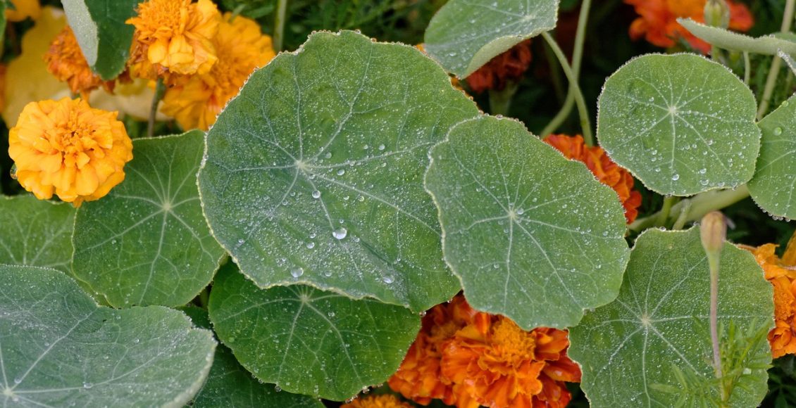 découvrez les capucines, des fleurs éclatantes qui embellissent vos jardins tout en apportant une touche de couleur. apprenez à cultiver et entretenir ces plantes comestibles aux nombreuses vertus.