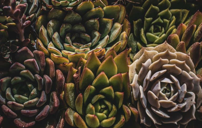 découvrez notre sélection de pots de pépinière de haute qualité, idéals pour favoriser la croissance de vos plantes. parfaits pour le jardinage et la culture en intérieur, nos pots garantissent un développement optimal de vos semis et jeunes plants.