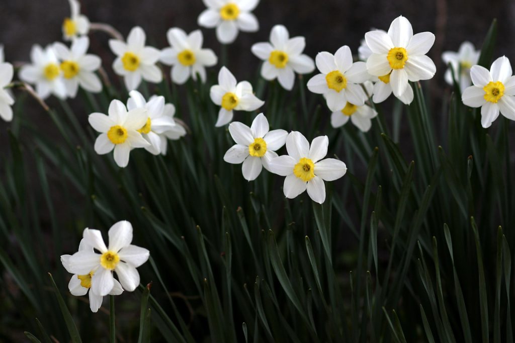 découvrez l'univers des plantes vivaces, ces trésors de jardin qui fleurissent année après année. apprenez à choisir, entretenir et associer les vivaces pour créer un jardin durable et coloré.