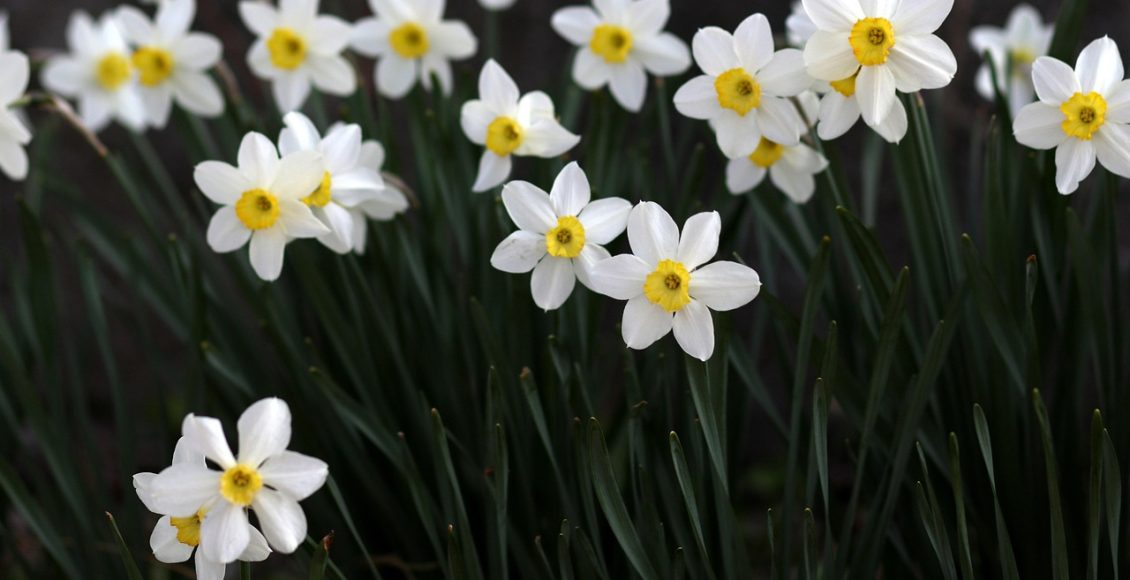 découvrez l'univers des plantes vivaces, ces trésors de jardin qui fleurissent année après année. apprenez à choisir, entretenir et associer les vivaces pour créer un jardin durable et coloré.