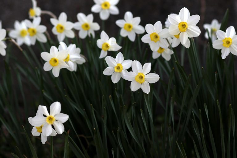 découvrez l'univers des plantes vivaces, ces trésors de jardin qui fleurissent année après année. apprenez à choisir, entretenir et associer les vivaces pour créer un jardin durable et coloré.