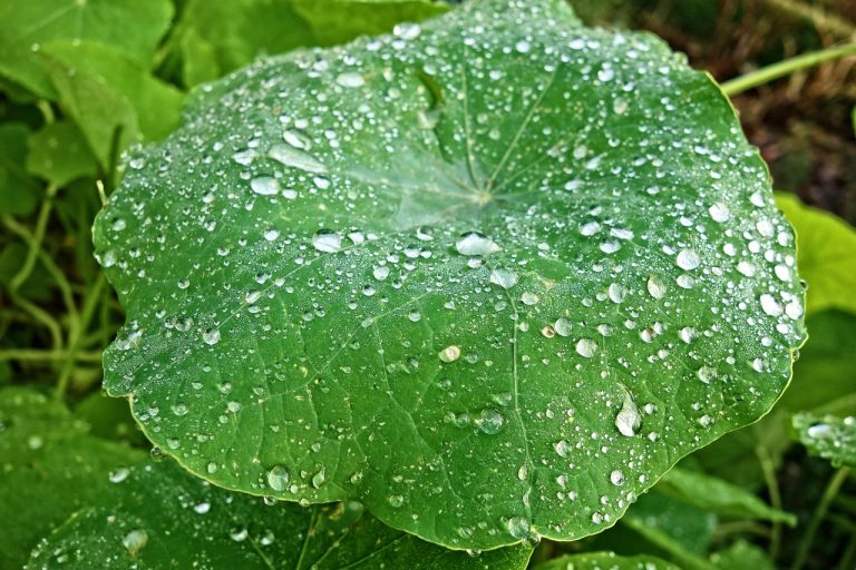 découvrez le monde coloré des pétunias, ces fleurs vibrantes et faciles à entretenir qui embellissent vos jardins et balcons. apprenez à les cultiver et à en prendre soin pour profiter de leur floraison abondante tout au long de l'été.