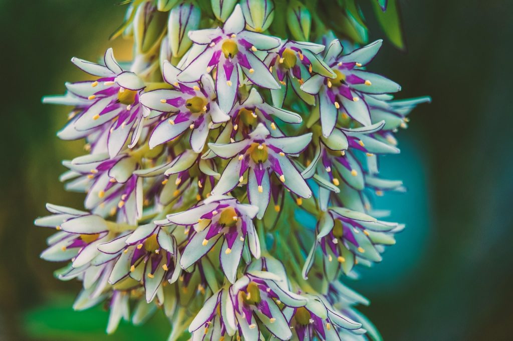 découvrez l'élégante pineapple lily, une plante originale aux inflorescences surprenantes qui égaye jardins et espaces intérieurs. apprenez à l'entretenir pour profiter de sa beauté unique tout au long de l'année.