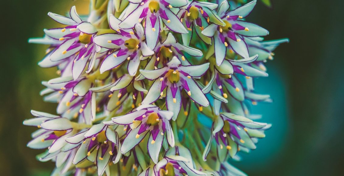 découvrez l'élégante pineapple lily, une plante originale aux inflorescences surprenantes qui égaye jardins et espaces intérieurs. apprenez à l'entretenir pour profiter de sa beauté unique tout au long de l'année.