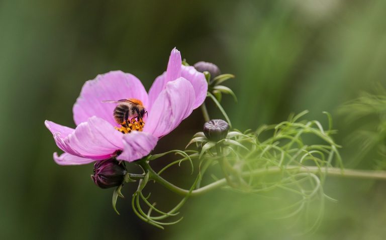 découvrez notre guide sur les plantes pollinisatrices, essentielles pour attirer les abeilles et autres insectes pollinisateurs dans votre jardin. apprenez à choisir les meilleures espèces pour favoriser la biodiversité et garantir la pollinisation de vos plantes.