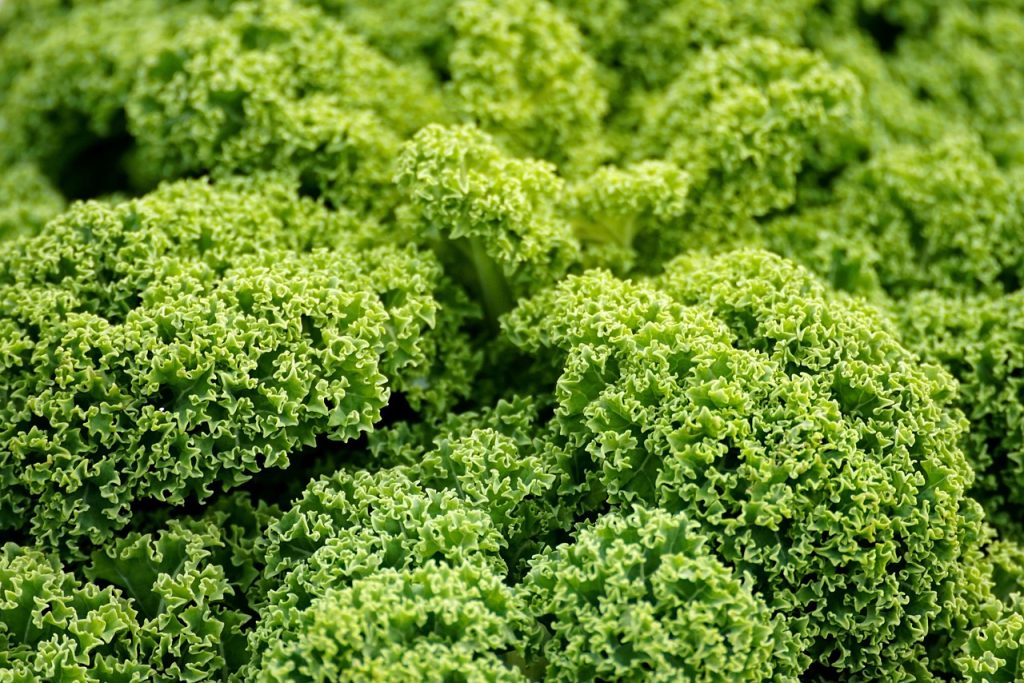 découvrez les légumes prolifiques qui peuvent transformer votre jardin et enrichir votre alimentation. apprenez des techniques de culture, les meilleures variétés à planter et les astuces pour maximiser votre récolte tout au long de l'année.