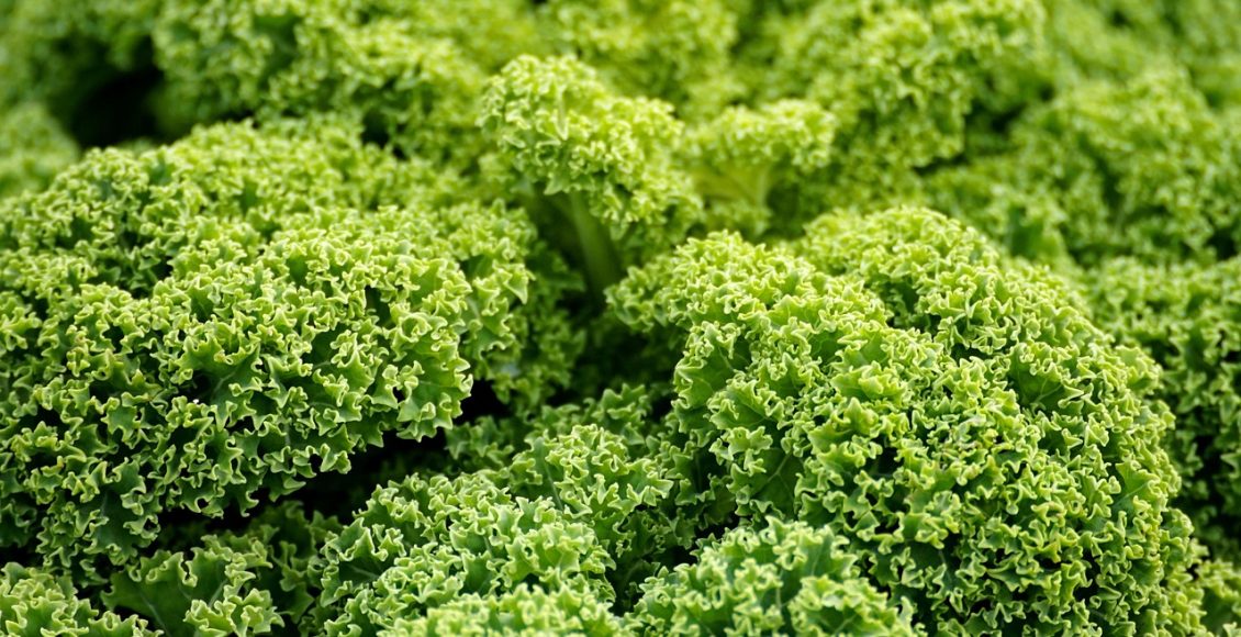 découvrez les légumes prolifiques qui peuvent transformer votre jardin et enrichir votre alimentation. apprenez des techniques de culture, les meilleures variétés à planter et les astuces pour maximiser votre récolte tout au long de l'année.