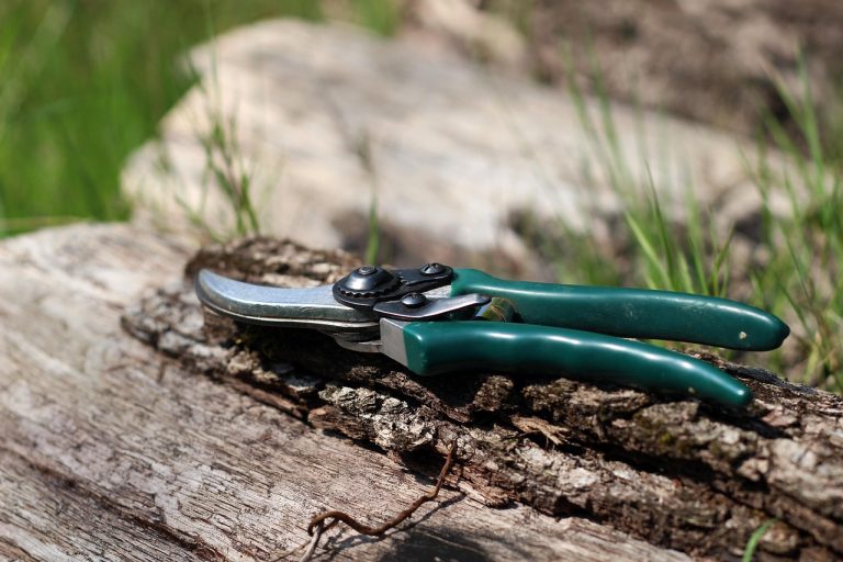 découvrez l'art de la taille des plantes avec nos conseils pratiques sur la manière de tailler efficacement vos arbustes et arbres. apprenez les techniques et les bienfaits du pruning pour favoriser la croissance et la floraison de votre jardin.