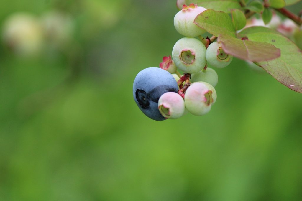découvrez le processus de maturation des fruits et légumes, essentiel pour développer leurs saveurs et nutriments. apprenez comment la maturation influence la texture, le goût et la qualité des produits frais.