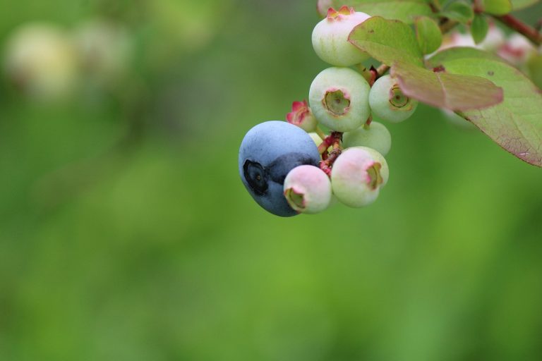 découvrez le processus de maturation des fruits et légumes, essentiel pour développer leurs saveurs et nutriments. apprenez comment la maturation influence la texture, le goût et la qualité des produits frais.