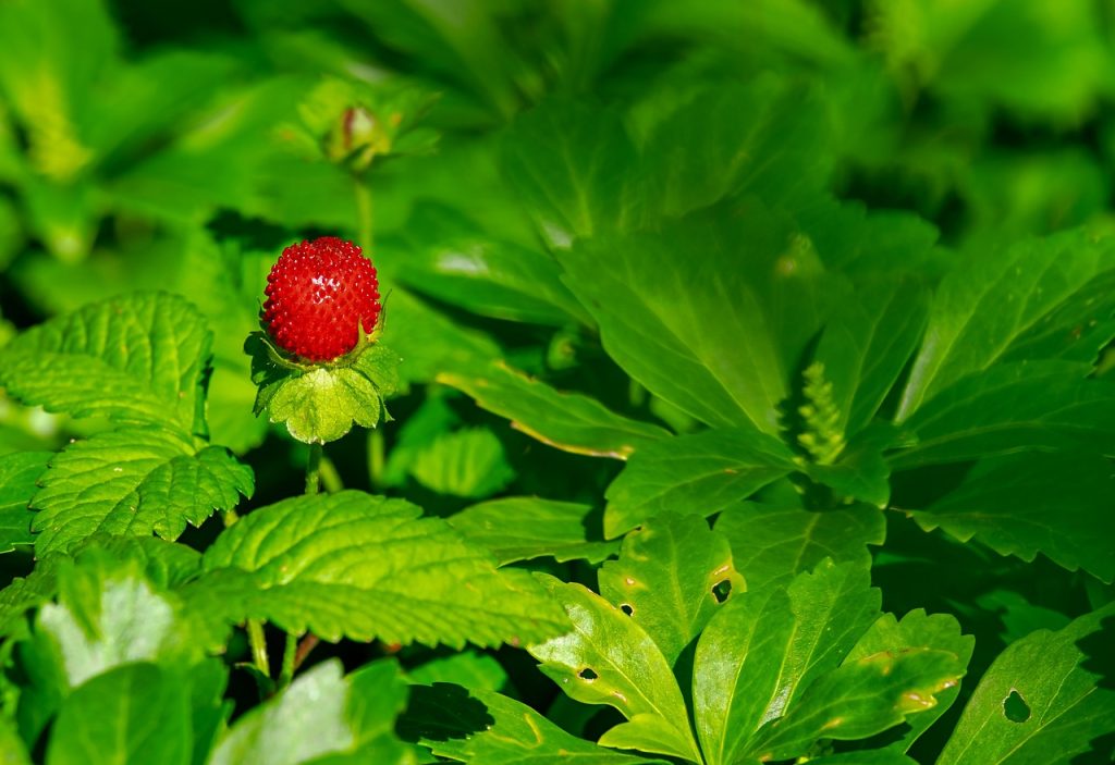 découvrez l'univers délicieux des fraises ! apprenez tout sur les variétés, les bienfaits pour la santé et savourez des recettes gourmandes à base de ces fruits rouges juteux. parfaites pour l'été ou pour égayer vos plats toute l'année !