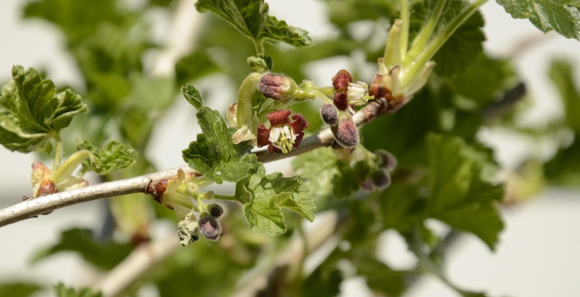 découvrez les tayberries, un délice fruitier qui allie la douceur des framboises et l'acidité des mûres. parfaites pour vos desserts, confitures ou à déguster fraîches, ces baies uniques offrent une explosion de saveurs. explorez les bienfaits nutritionnels et apprenez à les cultiver dans votre jardin.