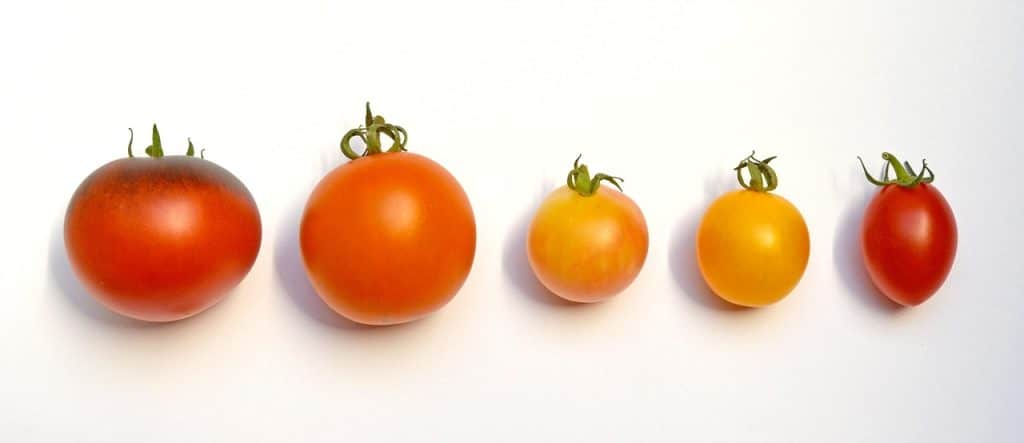 découvrez les différentes variétés de tomates et leurs caractéristiques uniques. apprenez à cultiver, utiliser et savourer ces délicieuses tomates pour enrichir vos plats et votre jardin.