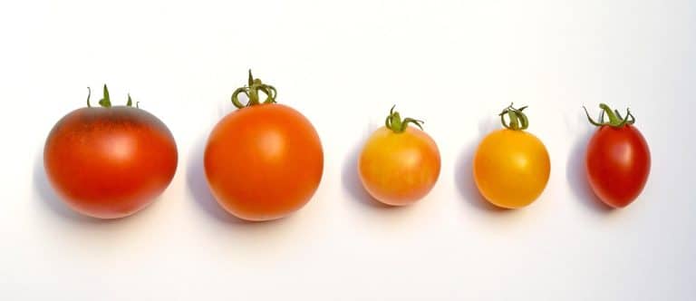 découvrez les différentes variétés de tomates et leurs caractéristiques uniques. apprenez à cultiver, utiliser et savourer ces délicieuses tomates pour enrichir vos plats et votre jardin.