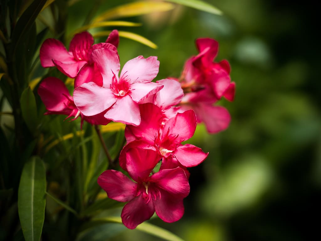Laurier-rose en pleine floraison, fleurs rose vif