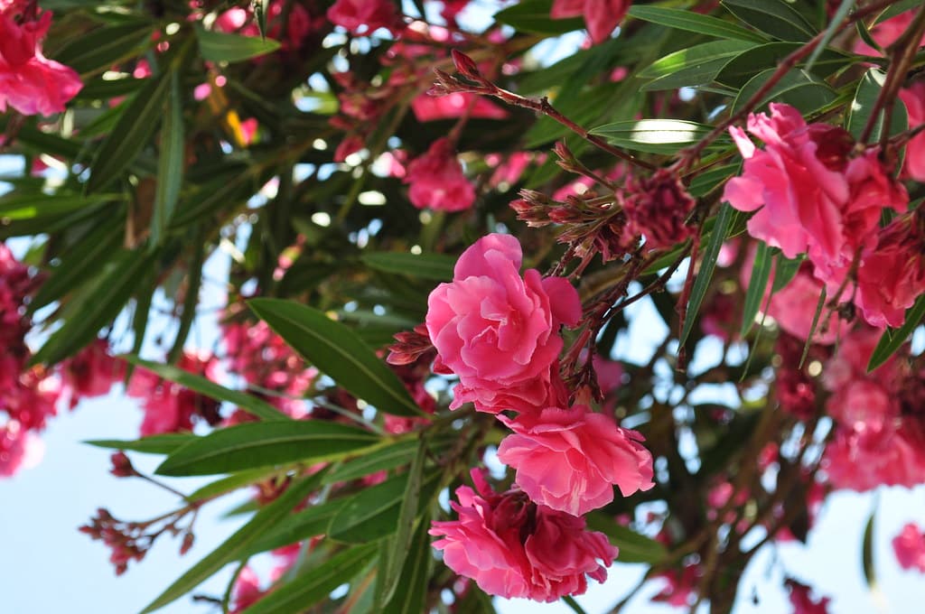 Laurier-rose en fleurs, rameaux denses et feuillage persistant